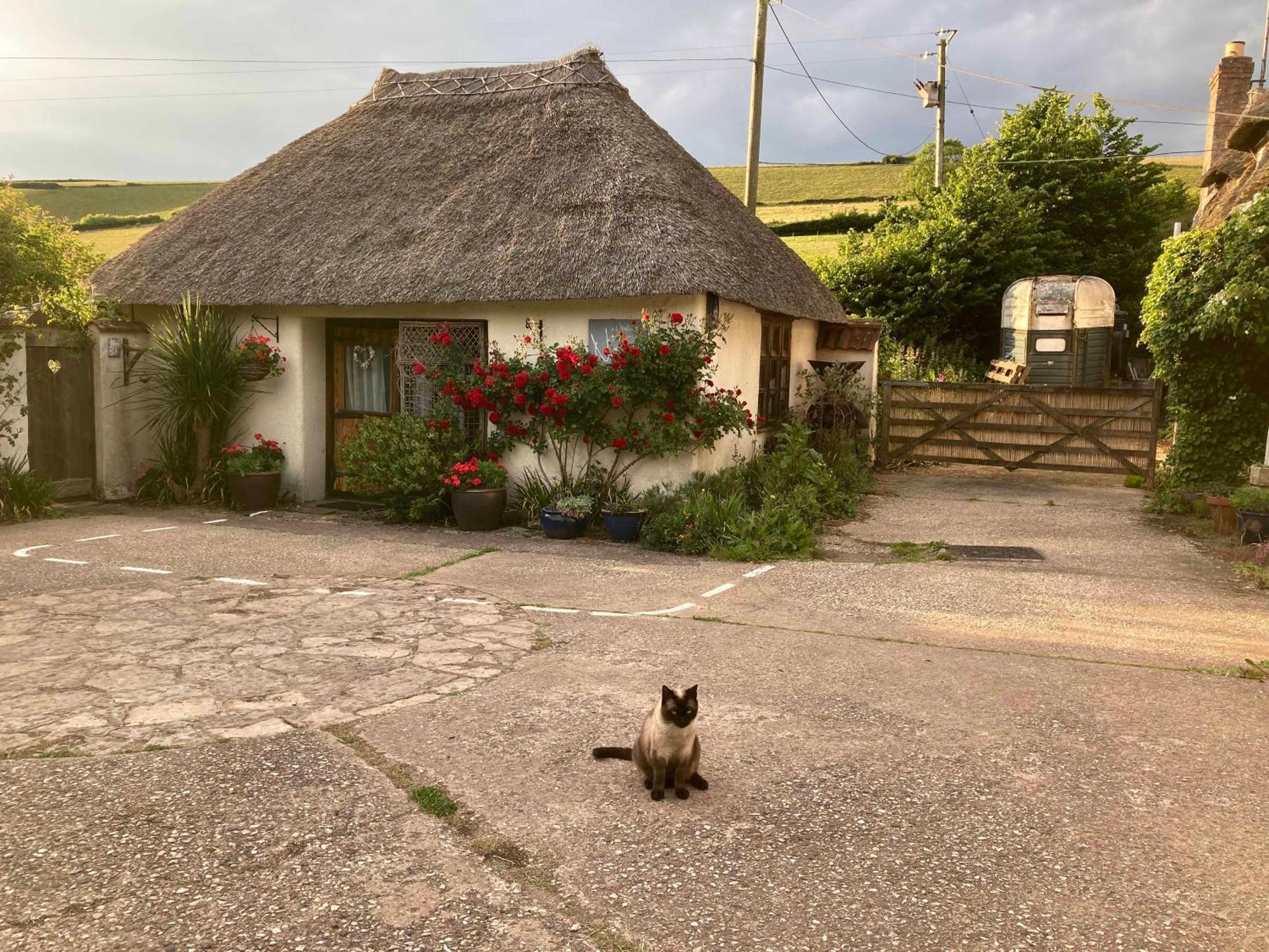 The Nest - Thatched Seaside Country Cottage For Two Stokeinteignhead ภายนอก รูปภาพ